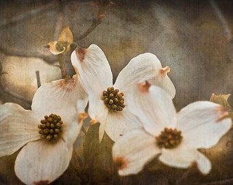 Dogwood Tree Flowers Photograph, beige & brown spring photo, vintage wall art, floral home decor - 8x12