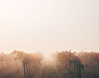 Vineyard Photography, Wine Country Photo, Winery Decor, Rustic California Decor, Foggy Sunrise, Winery Decor, Large Wall Art