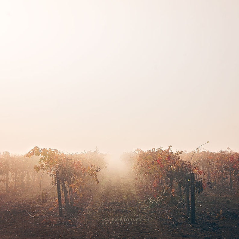 Vineyard Photography, Wine Country Photo, Winery Decor, Rustic California Decor, Foggy Sunrise, Winery Decor, Large Wall Art image 1