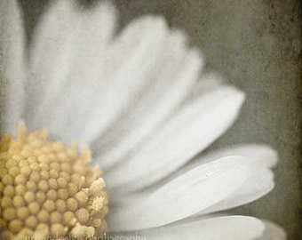 Daisy Nature Photography - as seen at the 2013 Oscars GBK Gift Lounge - yellow gray flower wall art, baby nursery