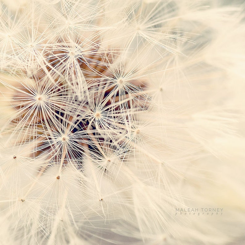 Neutral Nature Photography Set, dandelions, pussy willows, woodland decor, neutral, brown, gray, photo set 4x4, 5x5, 8x8, 10x10, 12x12 image 2