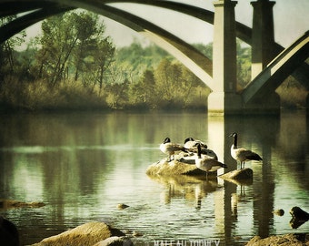 Geese in the American River Photo - Folsom Bridge nature photography - surreal and erthreal art