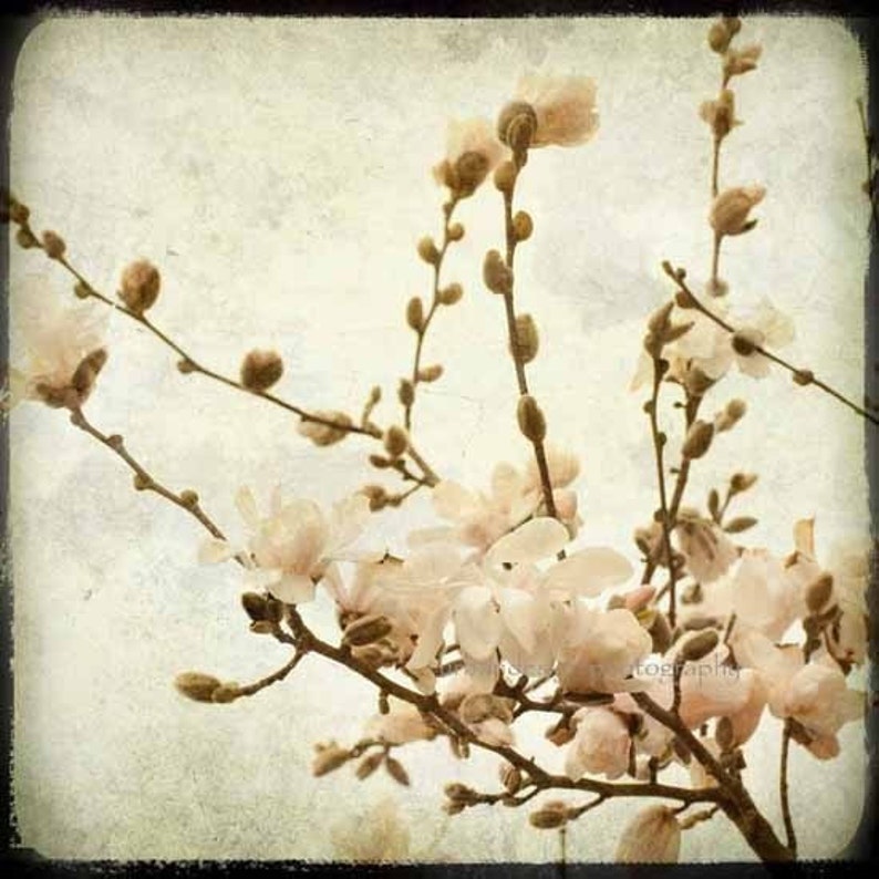 Magnolia Flower Photograph classic vintage wall art, white beige image 1