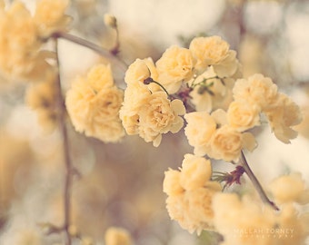 Yellow Flowers Photography, Cottage Chic Decor, Yellow Roses Photo, Spring Flowers, Large Wall Art, Flower Print, Beige, Yellow, Nursery Art