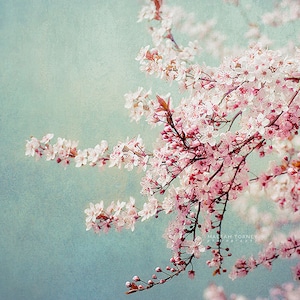 May include: A branch of delicate pink and white cherry blossoms against a soft blue-green background. The flowers are in full bloom and create a beautiful, romantic scene.