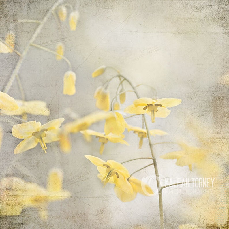 Yellow Flowers Photography, Yellow & Grey Wall Art, Spring Decor, Pictures of Flowers, Yellow Art, Yellow Flower Print image 1
