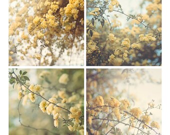 Photo Set, Yellow Flowers Photography, Yellow Roses, Pastel Wall Art, Green, Yellow, Blue, Cottage Chic Decor, 4x4, 5x5, 8x8, 10x10, 12x12