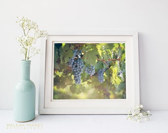 Vineyard Grapes Photography, Wine Art, Wine Decor, Grape Photo, Large Wall Art, California Wine Country, Grape Harvest