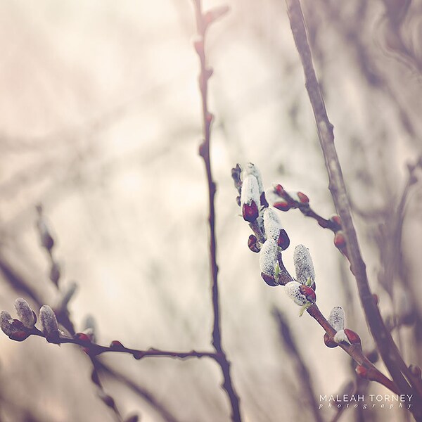 Pussy Willows Photography -  dreamy, neutral, wall art,  nature photography, woodland print,  beige, brown