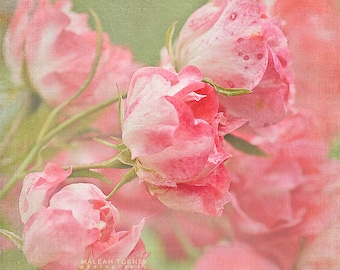 Rosa Rosen Fotografie, Rosa Blumen, Rosa Rose Foto, Rose Wandkunst, Rosen Kinderzimmer Kunst, Rosa und Grün, RosenDruck, Blumenbild