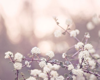 Pink and Grey Nature Photography, White Flowers Photo, Floral Wall Art, Flower Print, Pink and Grey Nursery Decor