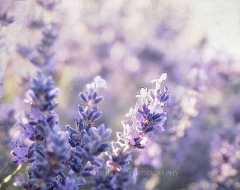 Lavendel Bloem Fotografie, paars, bloemen, natuurfotografie, lavendar, foto, tuin decor