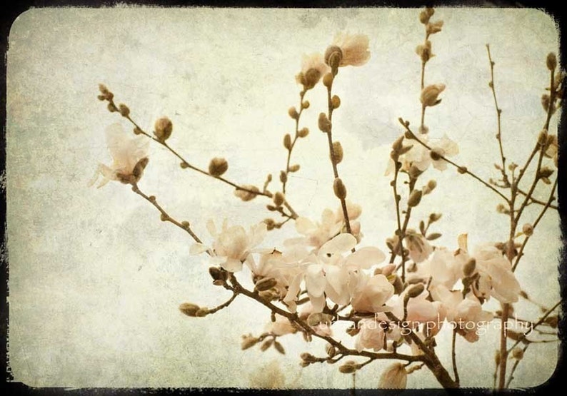 Magnolia Tree Blossoms Photograph, beige vintage baby nursery print, spring flower home decor photo 8x12 image 1