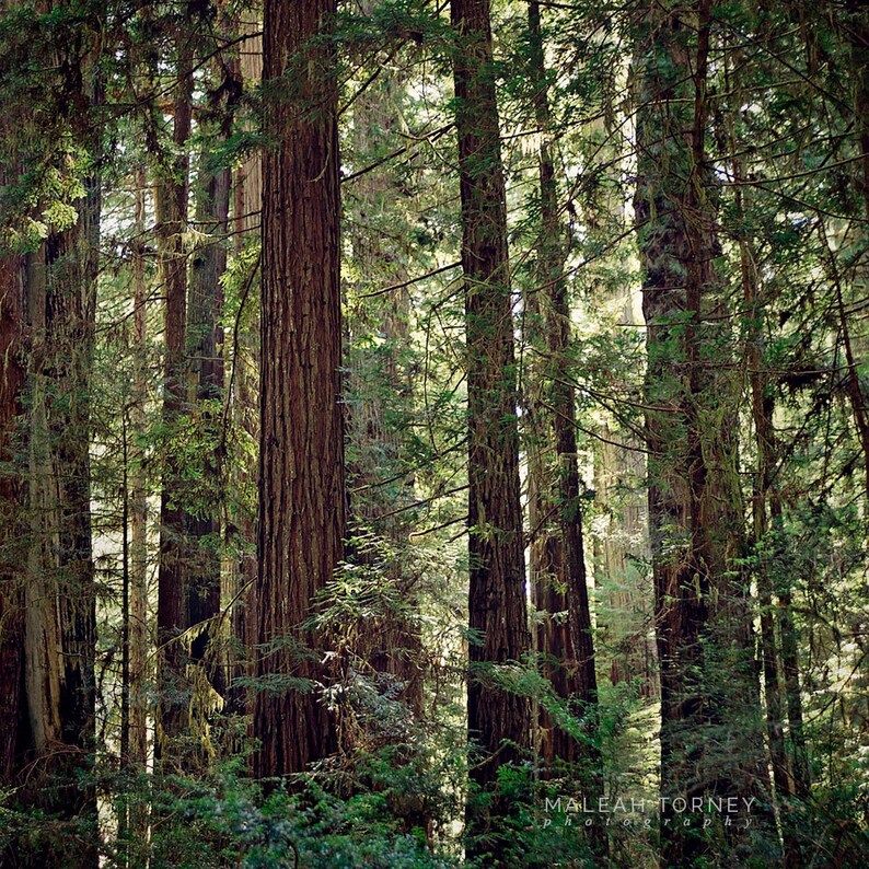 Redwood Trees, Forest Landscape Photography, Tree Photo, Woodland Decor, Nature, Green and Brown, Large Wall Art, California Redwood Trees image 1