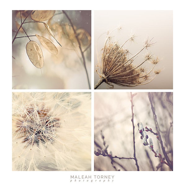 Neutral Nature Photography Set, dandelions, pussy willows, woodland decor, neutral, brown, gray, photo set - 4x4, 5x5, 8x8, 10x10, 12x12