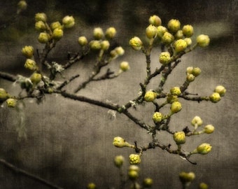 Out of Winter Black & Yellow Flower Photography - modern home decor