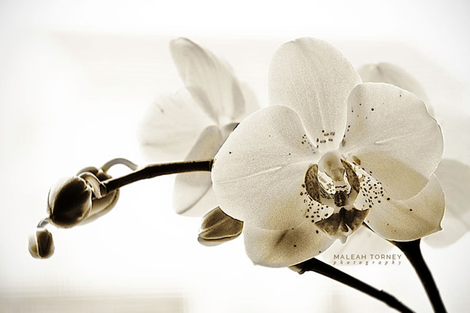 White Orchid Photo, Black and White, Flower Photography, Modern, Wall