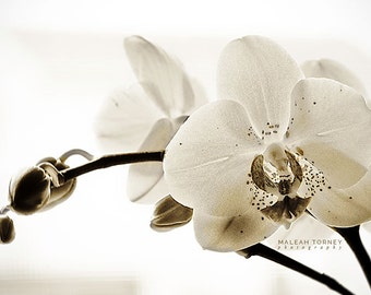 White Orchid Photo, black and white, flower photography, modern, wall art, minimal
