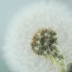 Blue Dandelion Nature Photography - pastel wall art photo, blue white print