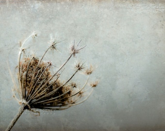 Fotografia de renda Queen Annes, foto de flor, natureza, arte de parede grande, azul e marrom, decoração de parede de berçário, mínimo, cinza, estampa de flor