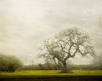 Nature Photo, Oak Tree Photography, Rustic Decor, Minimal Wall Art, Woodland, Modern Nature Photography, Green, Brown, Tree Print, Country