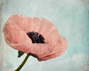 Poppy Flower Nature Photography - pastel vintage print, shabby chic home decor photo