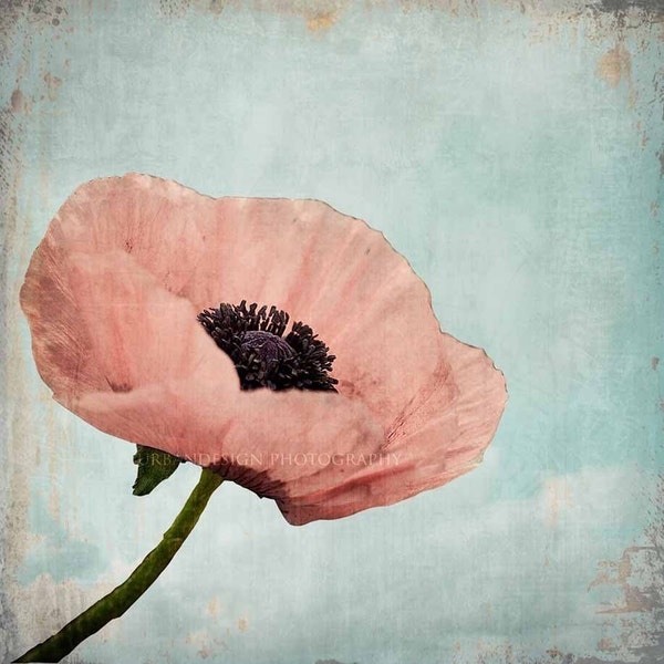 Poppy Flower Nature Photography - pastel vintage print, shabby chic home decor photo