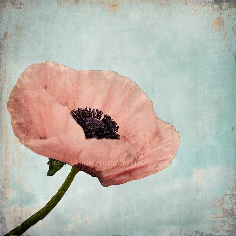 Poppy Flower Nature Photography pastel vintage print, shabby chic home decor photo image 1