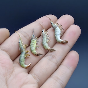 1/12 Scale Realistic Miniature Shrimp - Dollhouse Food | Fake Food, Miniature Seafood | One Inch Scale | Tiny Stuff, Mini Things,Doll Food