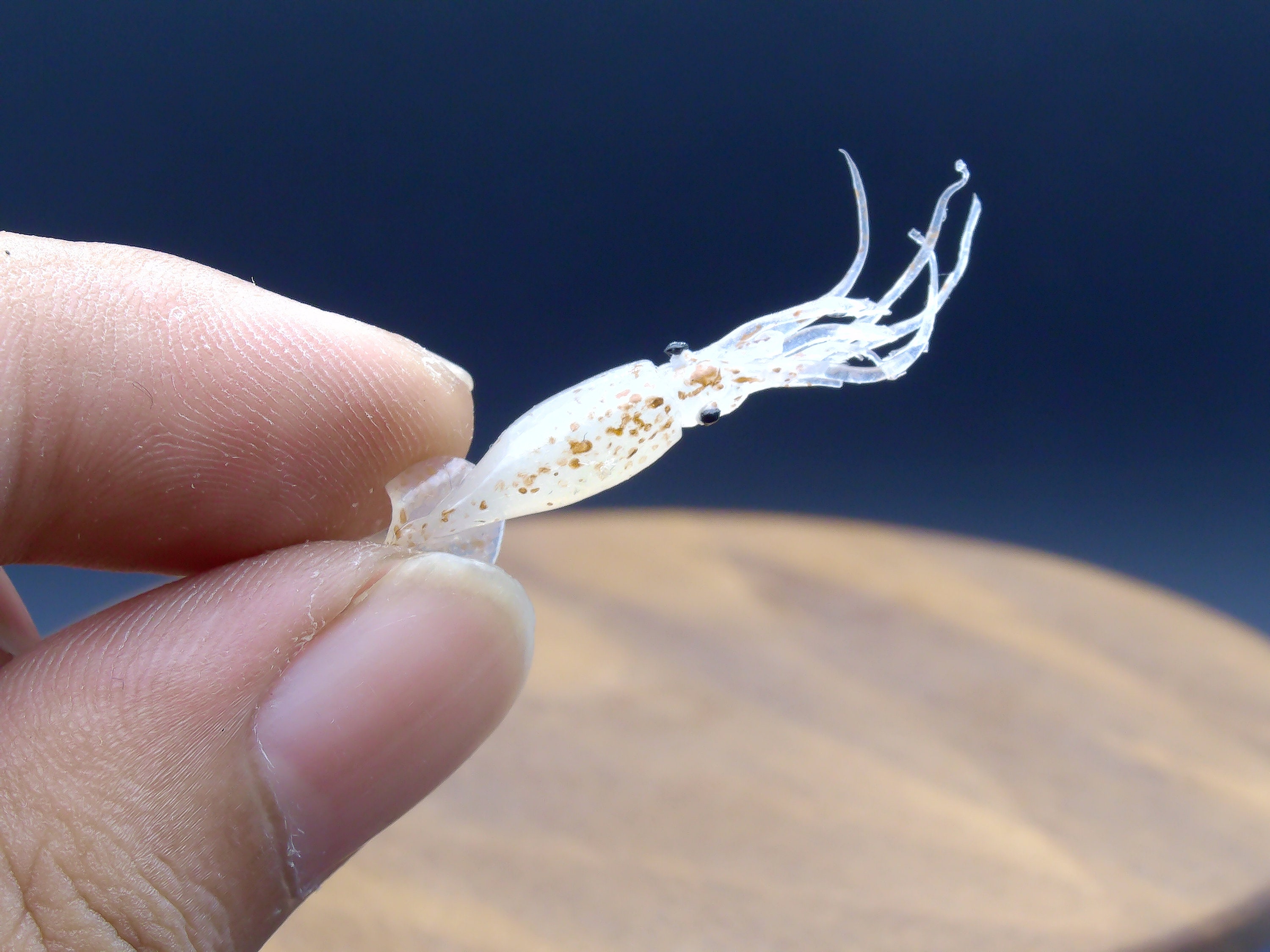 1:12 Scale Realistic Miniature Squid - Dollhouse Food | Fake Food