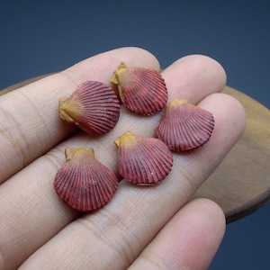 1/12 Scale Realistic Miniature Scallop - Dollhouse Food | Fake Food, Miniature Seafood | One Inch Scale | Tiny Stuff, Mini Things,Doll Food