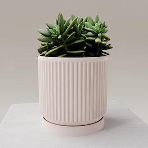 Peut inclure: Un pot en céramique rose pâle avec un design côtelé, contenant une plante succulente aux feuilles vertes. Le pot est accompagné d'une soucoupe assortie.