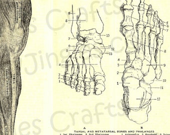 Vintage Image Anatomical Feet Bones and Muscles, Sepia Tone Collage Sheets
