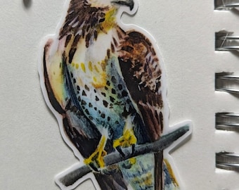 Watercolor Red Tail Hawk