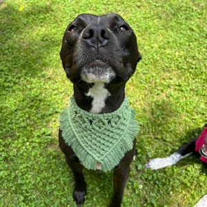 May include: A black dog with a white chest wearing a green crocheted bandana with fringe. The dog is looking up at the camera with its mouth closed.