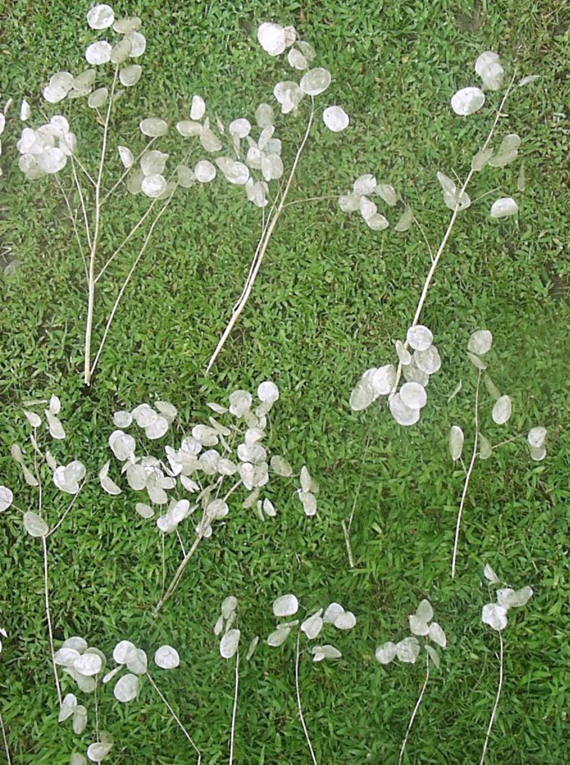 Dried Money Plant stems silver dollar stems Lunaria