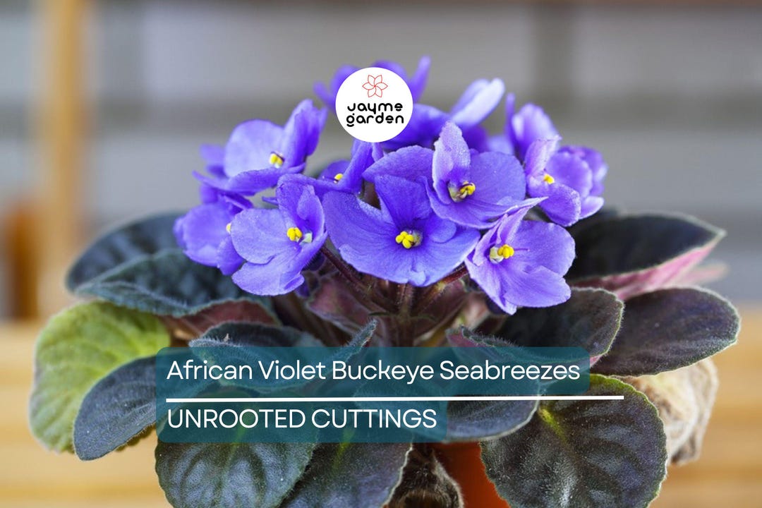 African Violet Buckeye Seabreazes Pair of Cuttings Easy Care