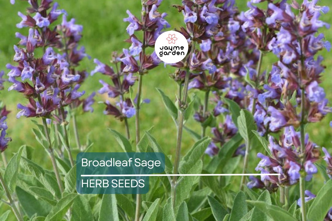 tricolor-sage-seeds-broadleaf-sage-seeds-salvia-officinalis-2025