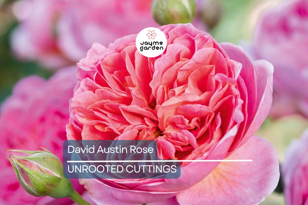 David Austin Rose 3 Unrooted Cuttings Retired Variety Highly Fragrant ...