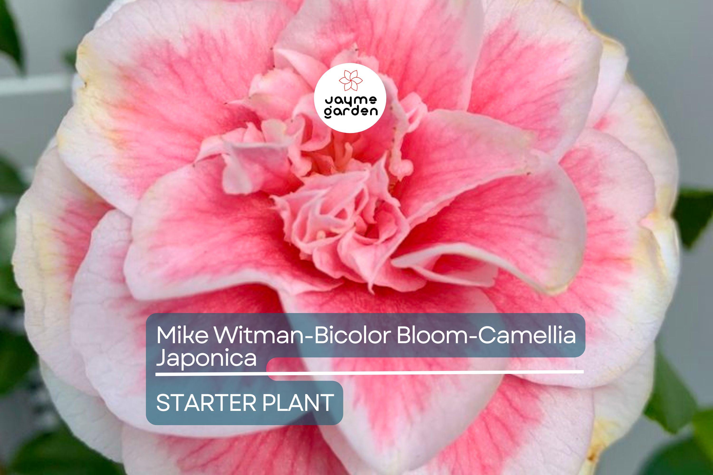 Pink Camellia Live Plant - Etsy