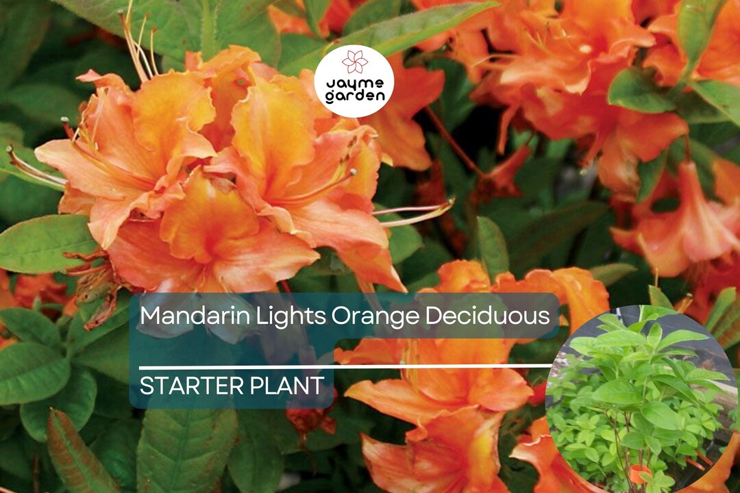 Mandarin Lights Orange Azalea Starter Plant - Deciduous Shrub, Live Plant Plug (7L), Blooms In Spring, Full Sun To Partial Shade, Pet Safe