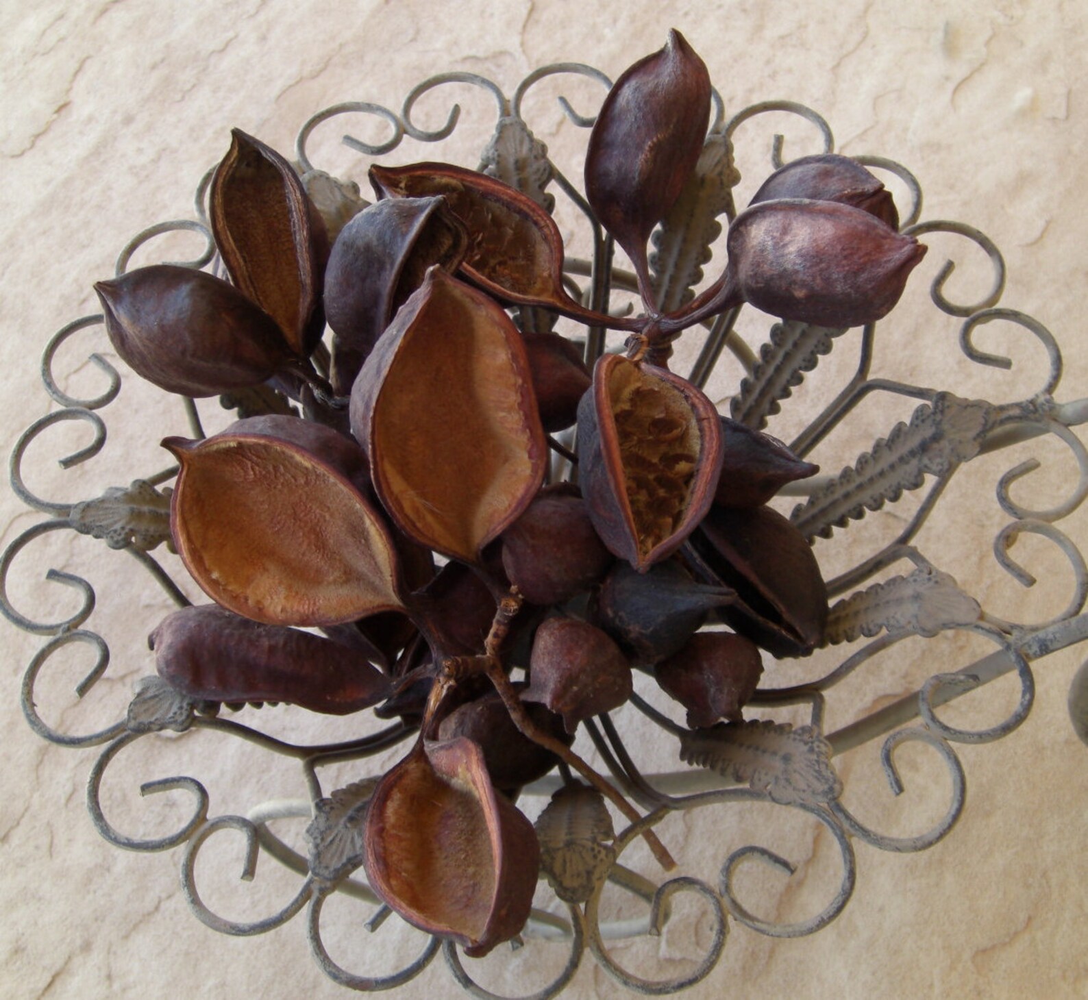 40 Arizona Bottle Tree Brachychiton Seed Pods Artists Etsy