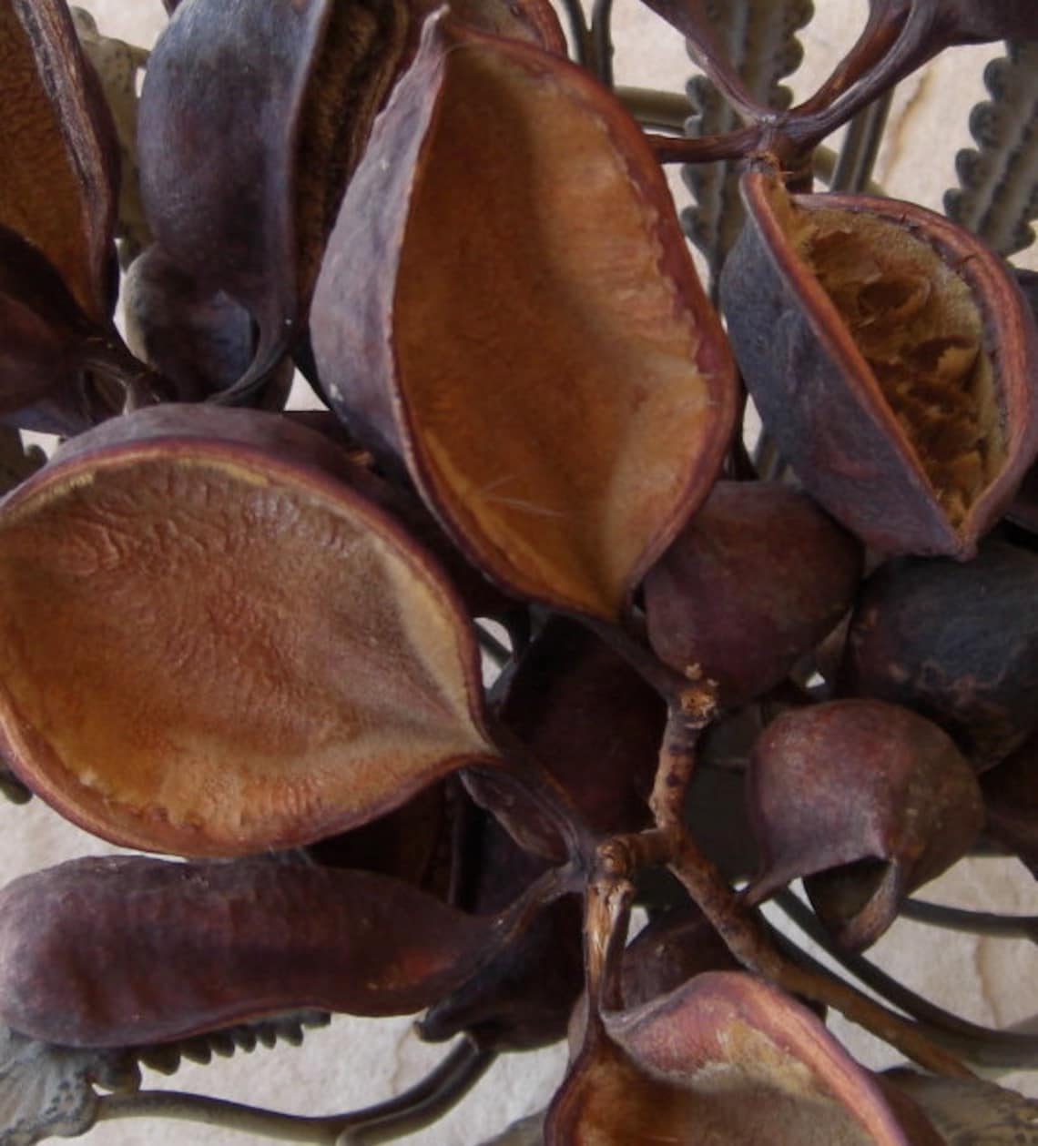40 Arizona Bottle Tree Brachychiton Seed Pods Artists Etsy