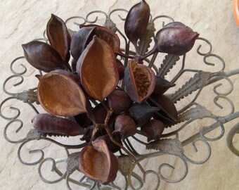 40 Arizona Bottle Tree Brachychiton Seed Pods Artists Nature Crafts Floral Terrarium Display