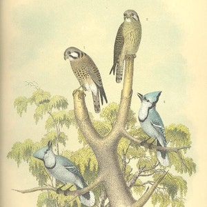 HAWK FALCON BLUE Jay Bird 19th Century Litho  Crayonne Lithograph Birds ~~ 1800s Old Color Antique Art Print Jacob Studer [Inv#39