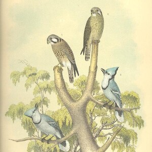 HAWK FALCON BLUE Jay 19th Century Litho Crayonne Lithograph Birds ~~ 1800s Old Color Antique Art Print Jacob Studer [Inv#39