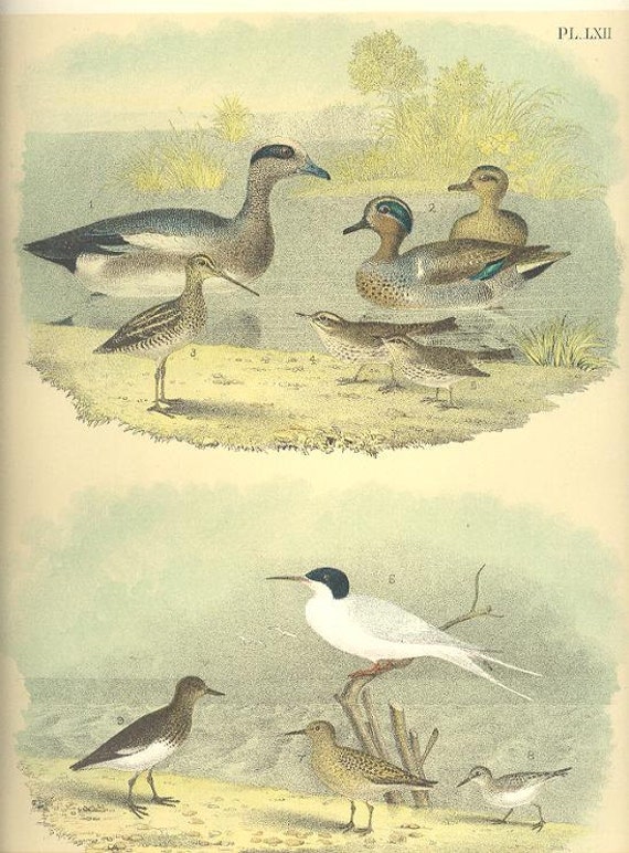 Antique Replica Black Duck Art Print Antique Replica Black Duck Art Print
