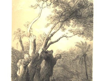 HOLY TREE METEREEAH lovely Egypt Egyptian ~ David Roberts 1856 Holy Land Lithograph Vintage Antique Art Print  [Inv# drF227
