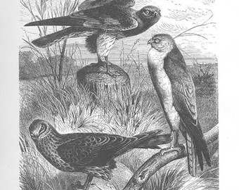 May include: A black and white illustration of three harriers, a type of hawk, perched on branches and a stump. The birds are in a grassy field with a cloudy sky in the background. The image is labeled "Harriers".