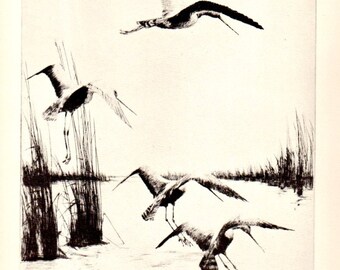 anni 1930 &quot;Saline&quot; n. 51 Richard Bishop SNIPE Duck Wildlife Arte Vintage Print, uccelli dell&#39;anatra caccia Wildlife Art Natural History